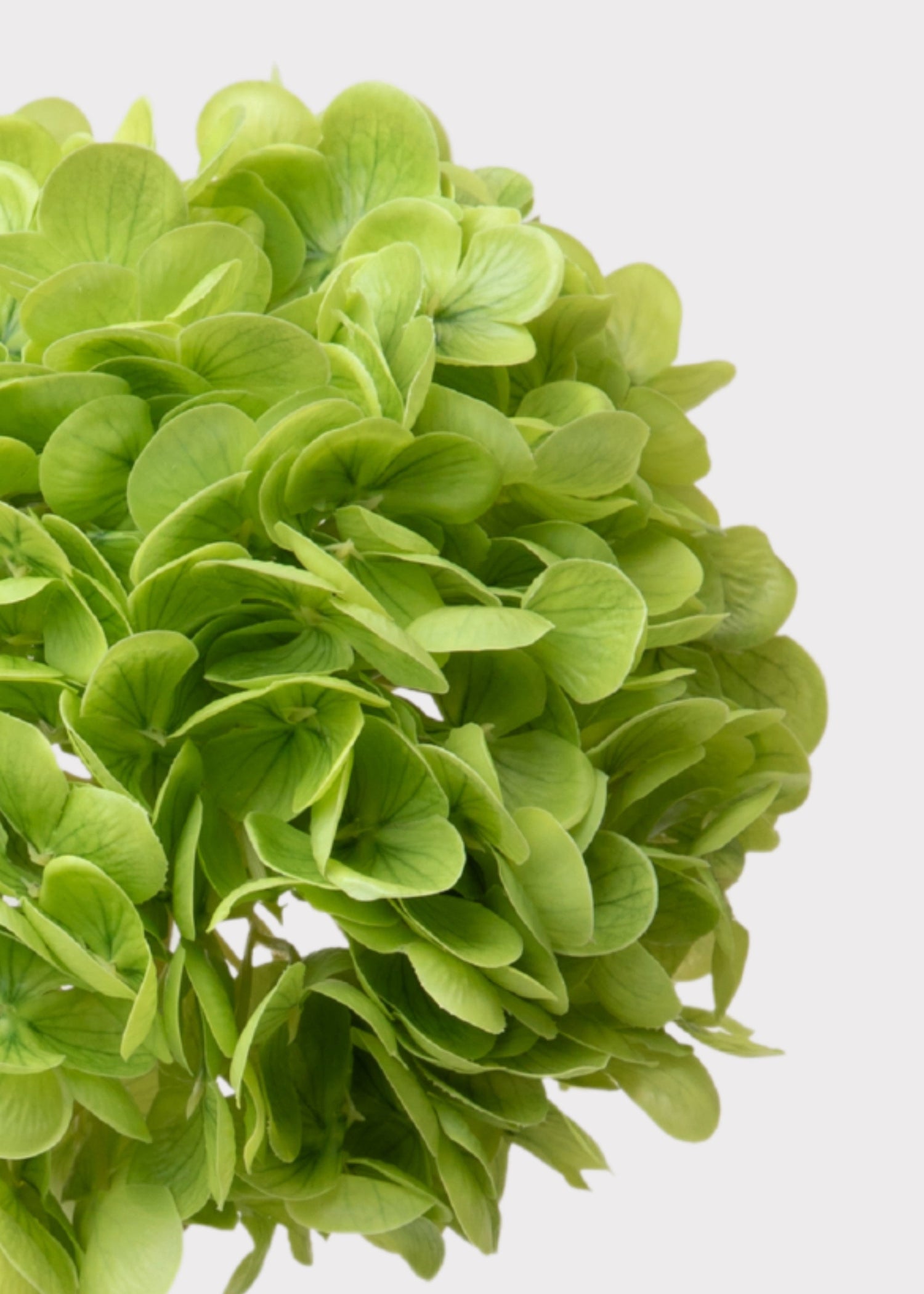 Hydrangea Real Touch Fake Flower in Green - 18.5