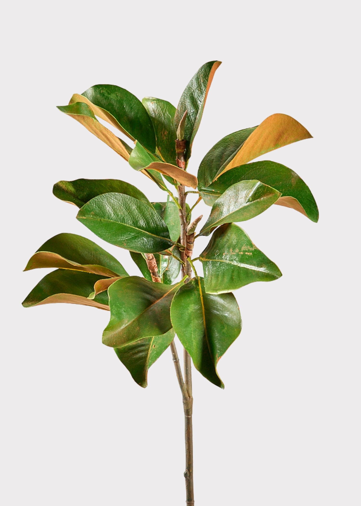 Faux Magnolia Leaf Branch - 41