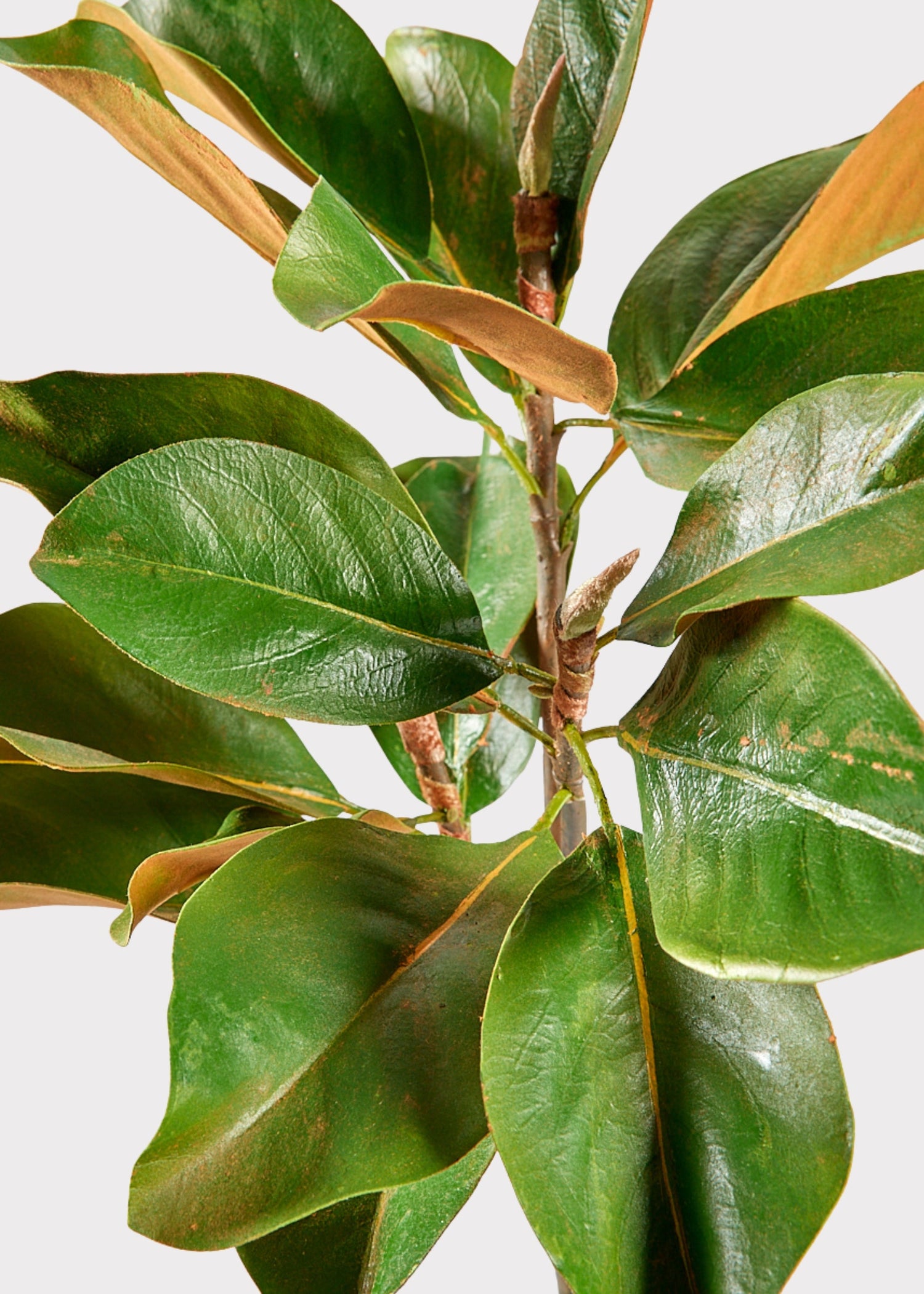 Faux Magnolia Leaf Branch - 41