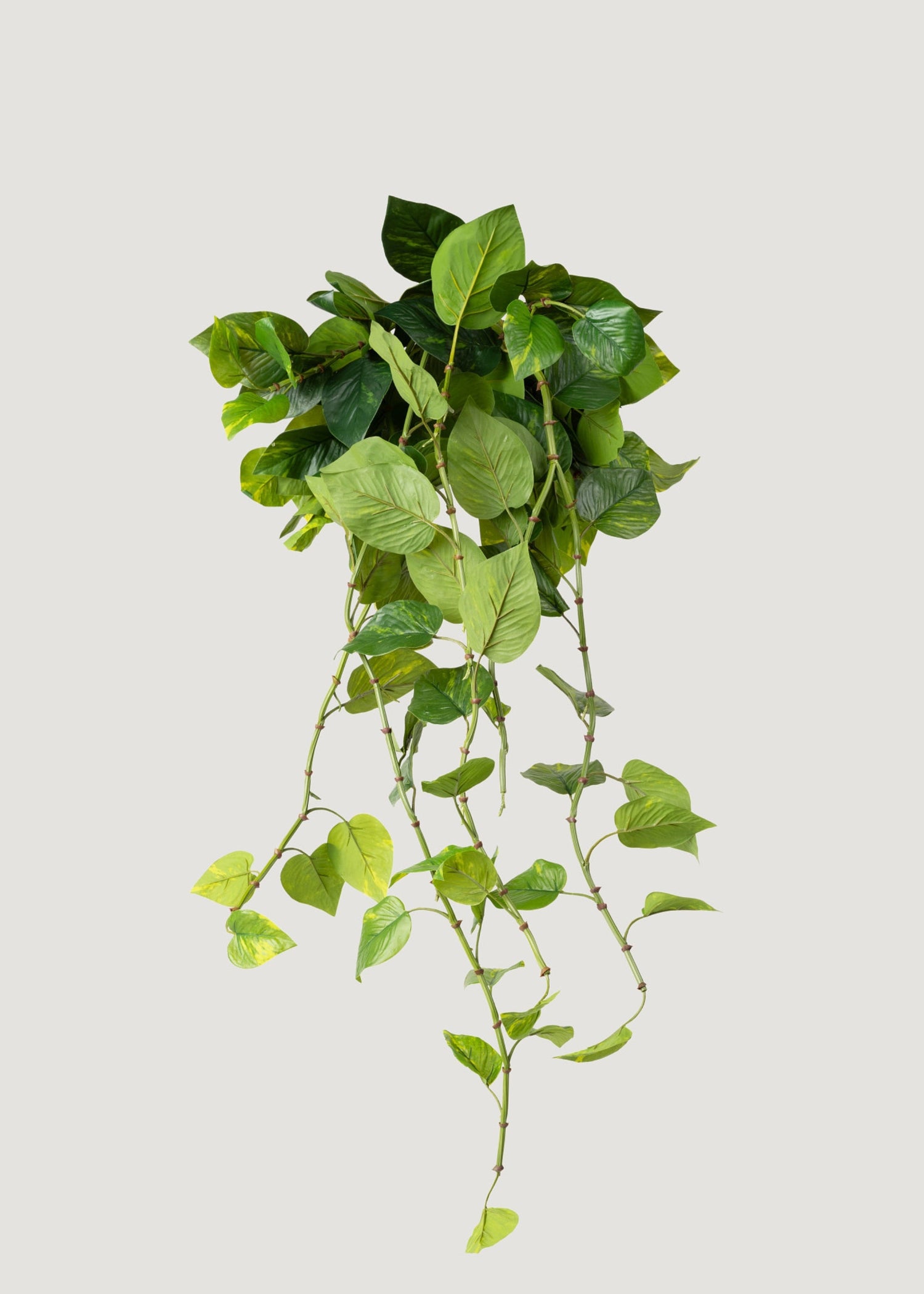 Natural Touch Pothos Artificial Plant - 48
