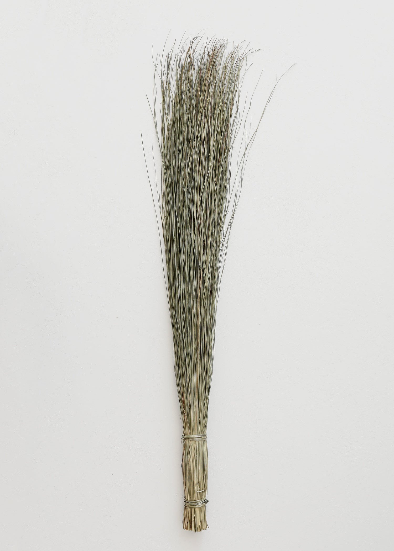 Preserved Coastal Dune Grass - 36
