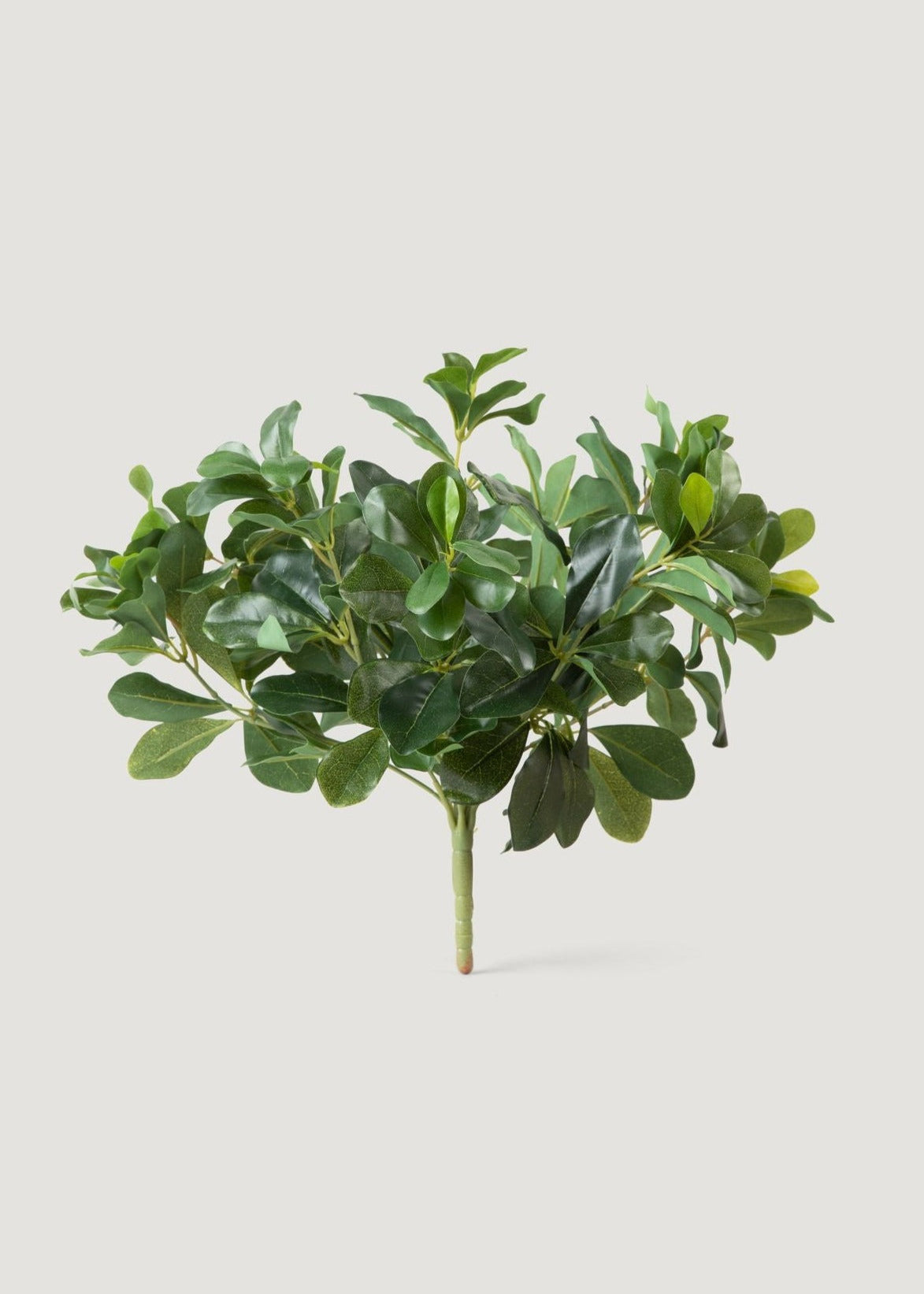 Natural Touch Artificial Wax Privet Leaf Plant - 15