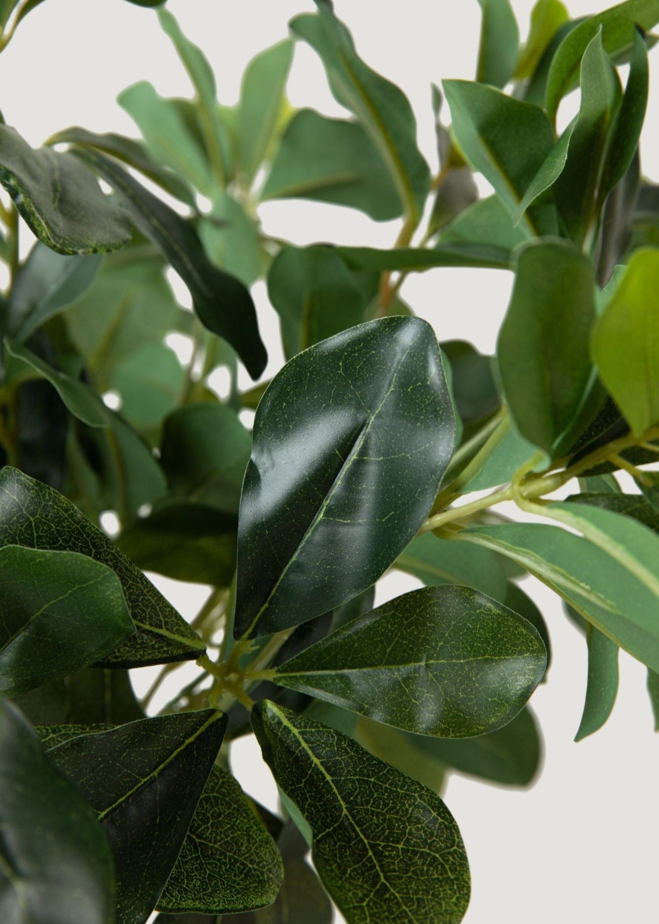 Natural Touch Artificial Wax Privet Leaf Plant - 15