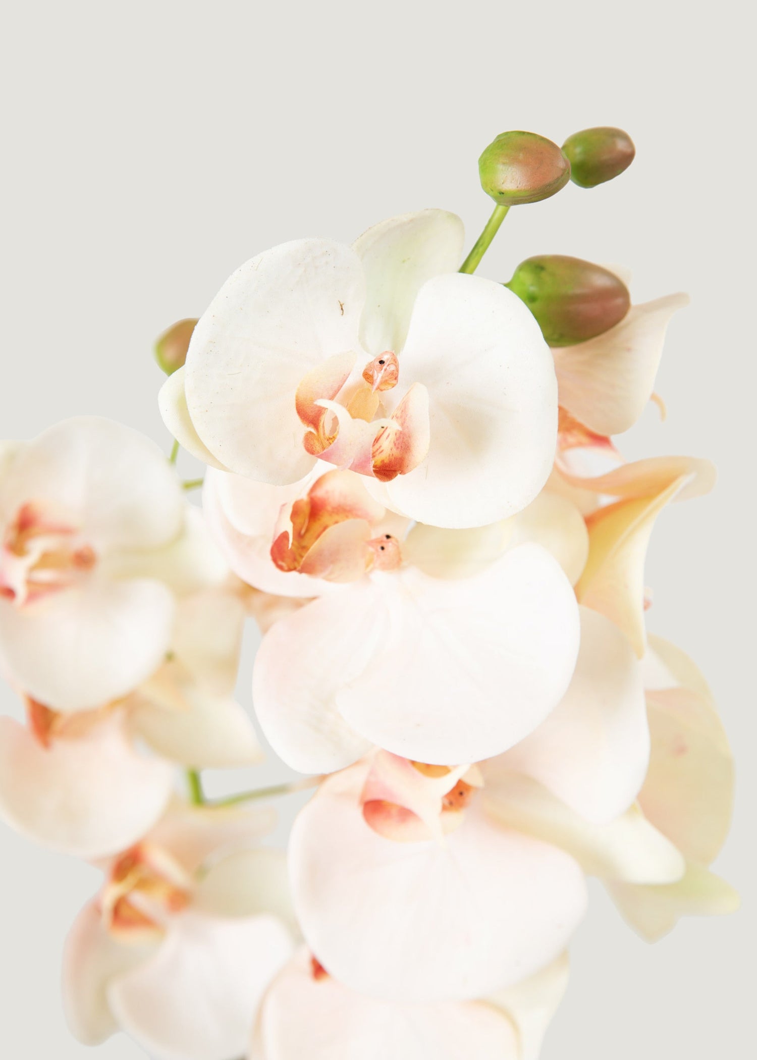 Faux Blush Phalaenopsis Orchid Drop-In Plant - 23