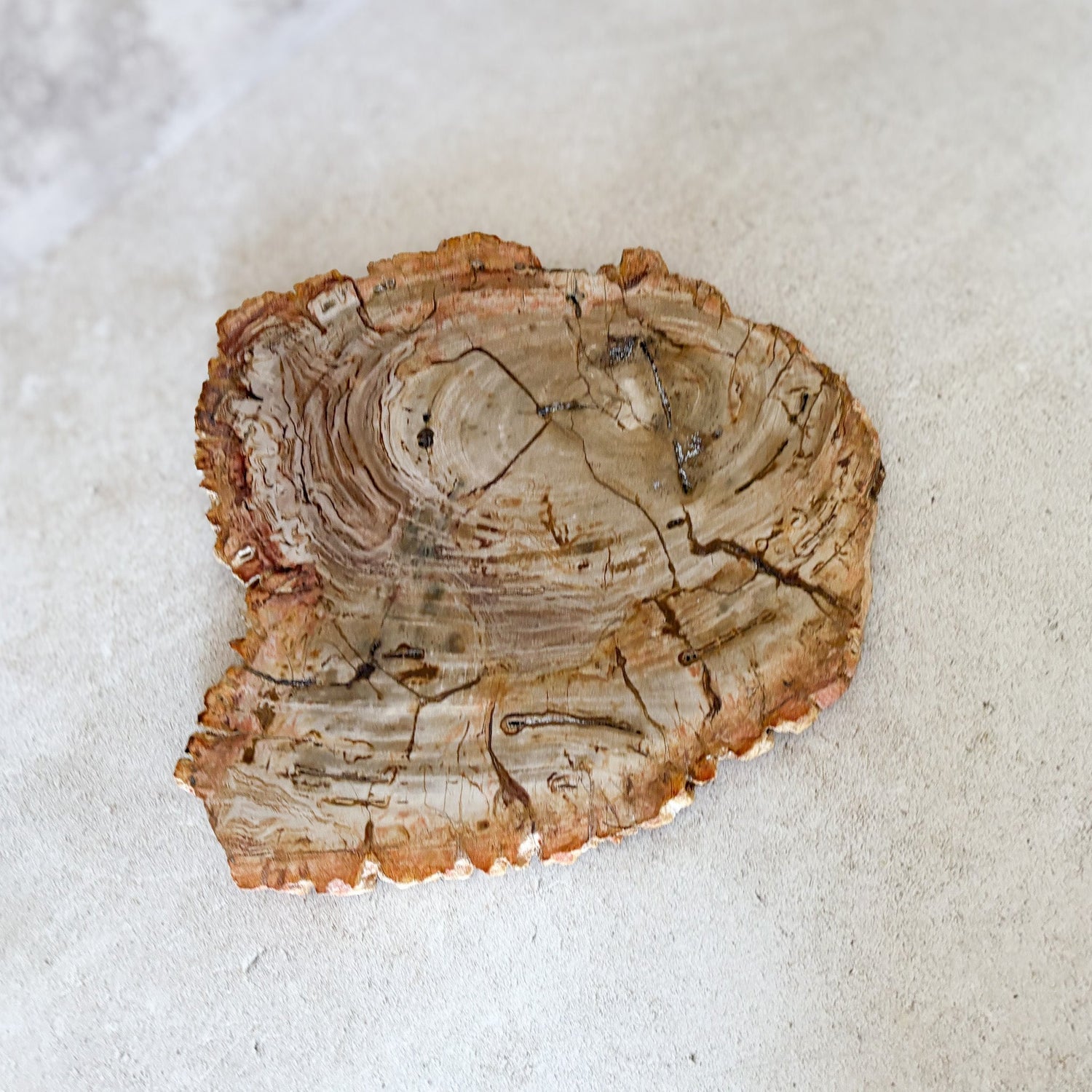 Natural Edge Petrified Wood Serving Board