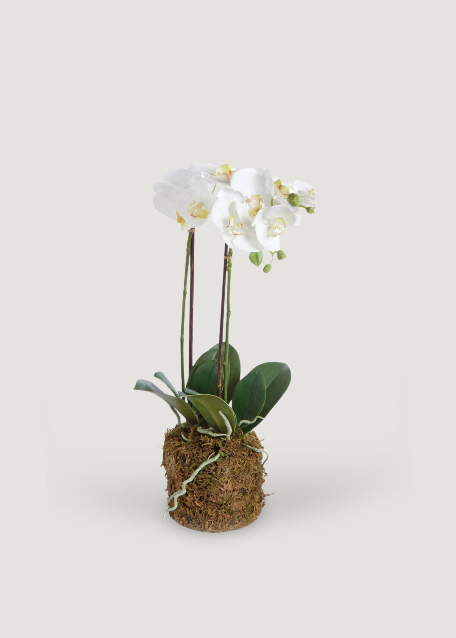 White Artificial Phalaenopsis Orchid Drop-In Plant - 23