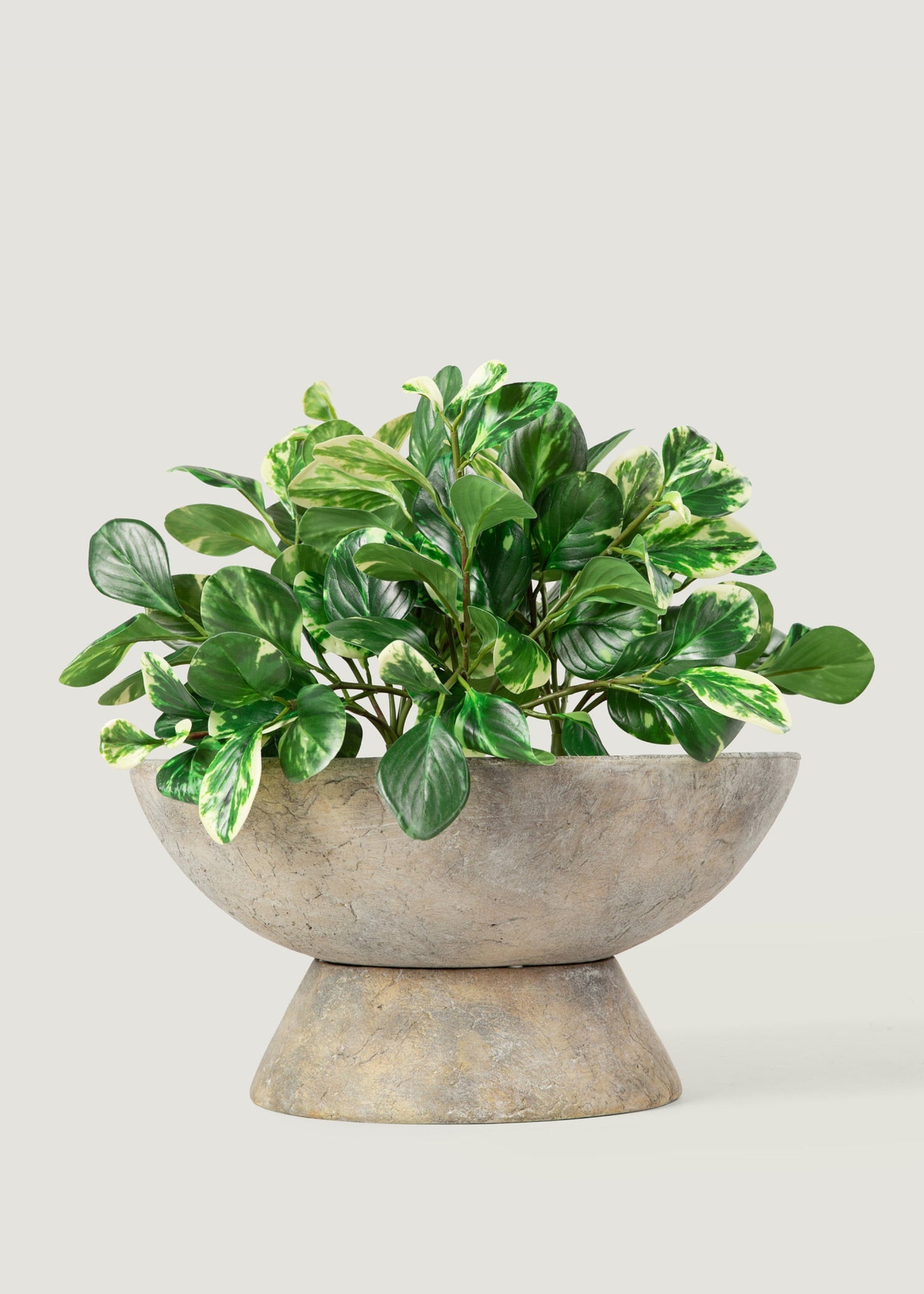 Small Artificial Peperomia Plant in Variegated Green - 16