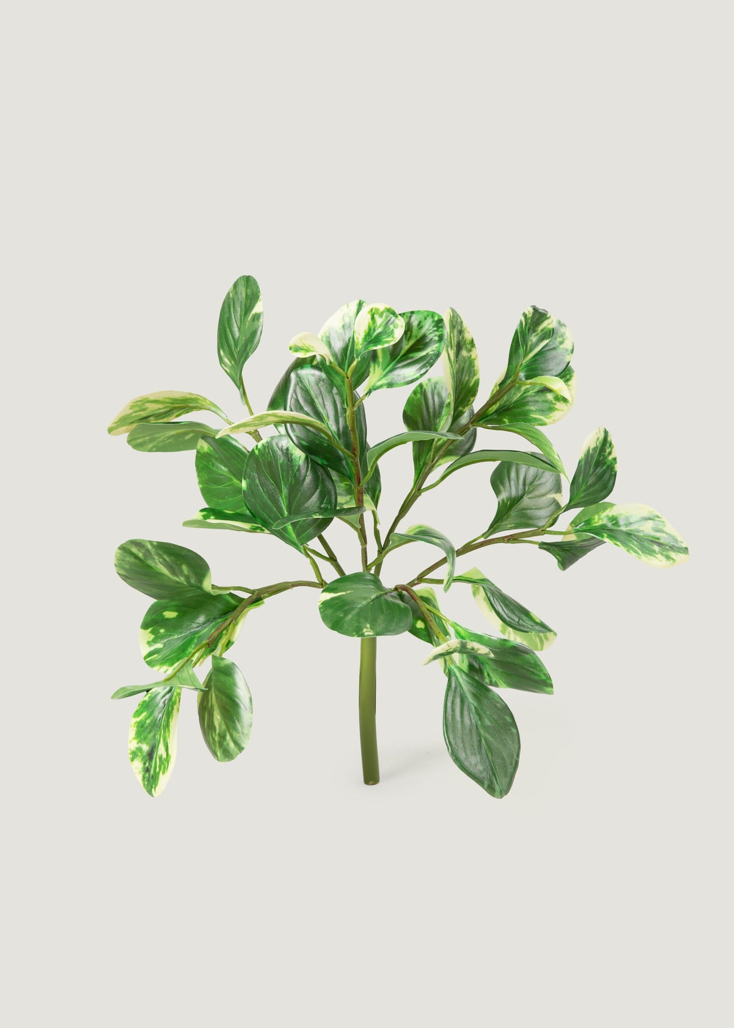 Small Artificial Peperomia Plant in Variegated Green - 16